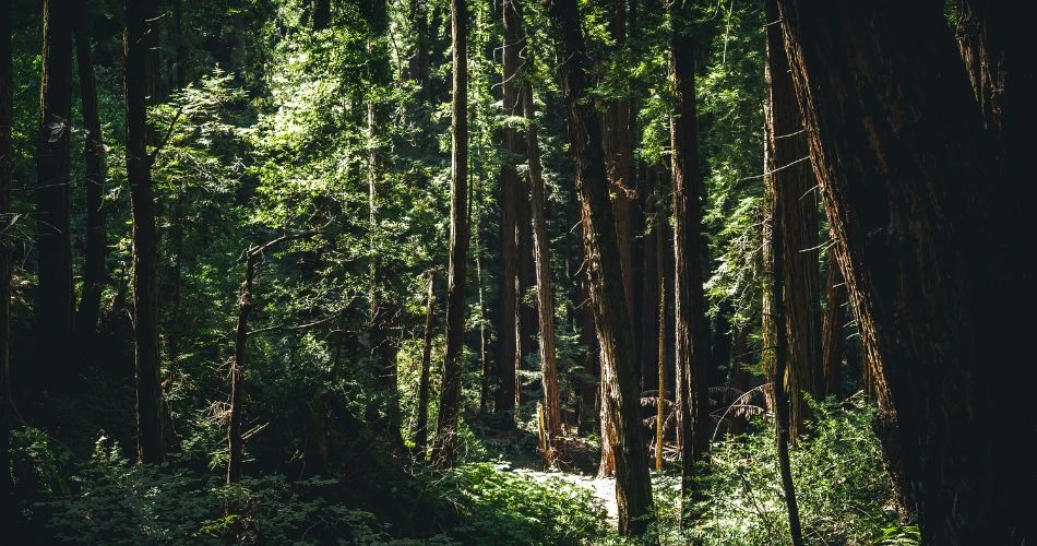 10 Stunning Parks You Can't Miss in San Francisco